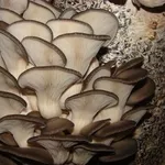 мицелий вешенка выращивание грибы Кировоград
