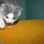 Подарочный котёнок под ёлочку
