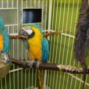 Пара рук подняли сине-золотой попугаи ара для принятия