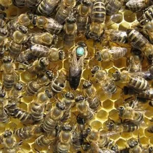 Пчелиные плодные матки.Карпатка
