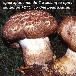 Семена грибов,  споры грибов,  мицелий вешенки,  шампиньона Недорого