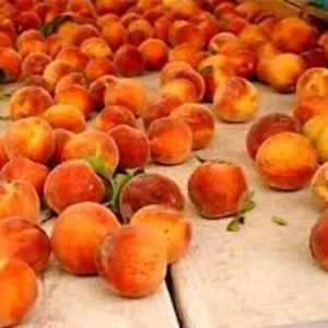 Работники на сбор персика ,  абрикоса и др. фруктов