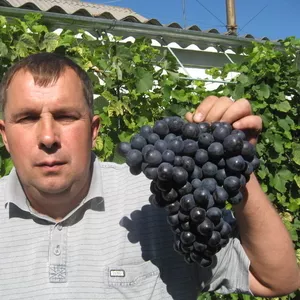 Продам висококачественные саженцы винограда