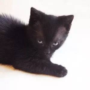 Черненький симпатичный котенок