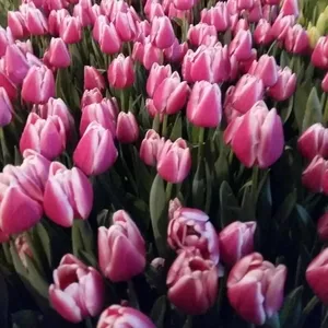 Продам Голландские тюльпаны оптом