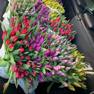 Тюльпани опт,  8 березня,  квіти