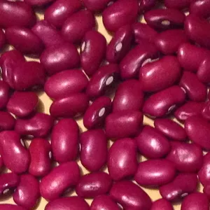 ТОВ Бінс Натур Продукт: сортова квасоля оптом