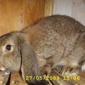 кролики,  минифермы  — Кіровоград