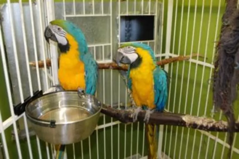 Пара рук подняли сине-золотой попугаи ара для принятия