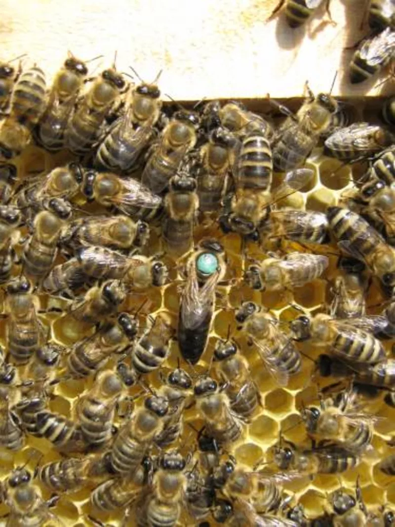 Пчелиные плодные матки.Карпатка