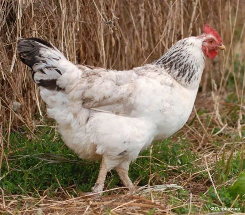 Продам цыплят домашних мясо-яичной породы.