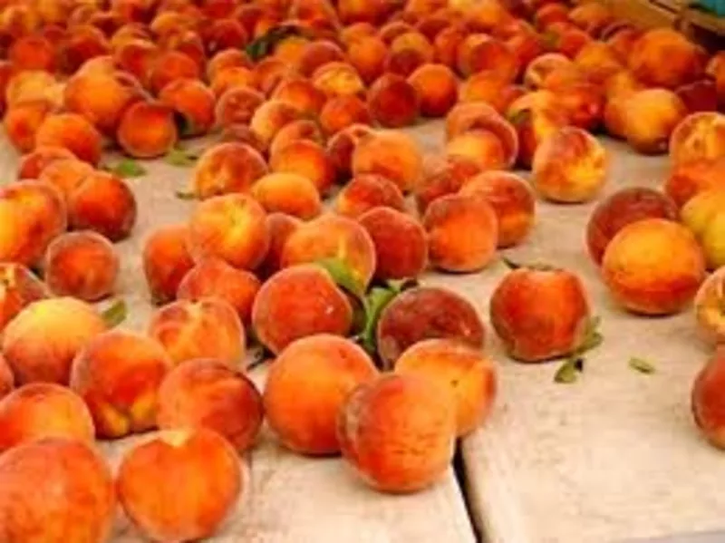Работники на сбор персика ,  абрикоса и др. фруктов