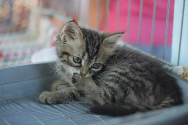 отдам в дар котят ,  только в добрые руки