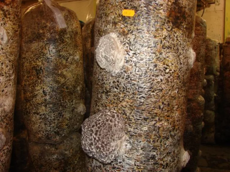 мицелий вешенка выращивание грибы Кировоград 6
