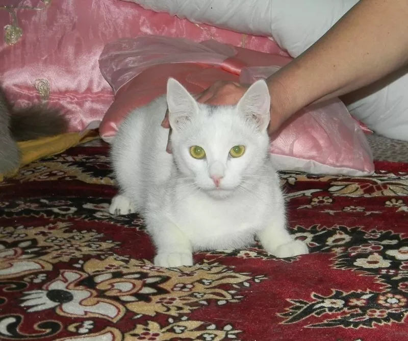 Белоснежный котик 7-ми месяцев ищет семью!!! 