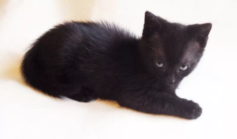 Черненький симпатичный котенок