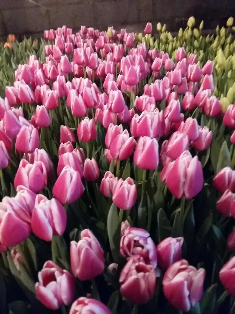 Продам Голландские тюльпаны оптом