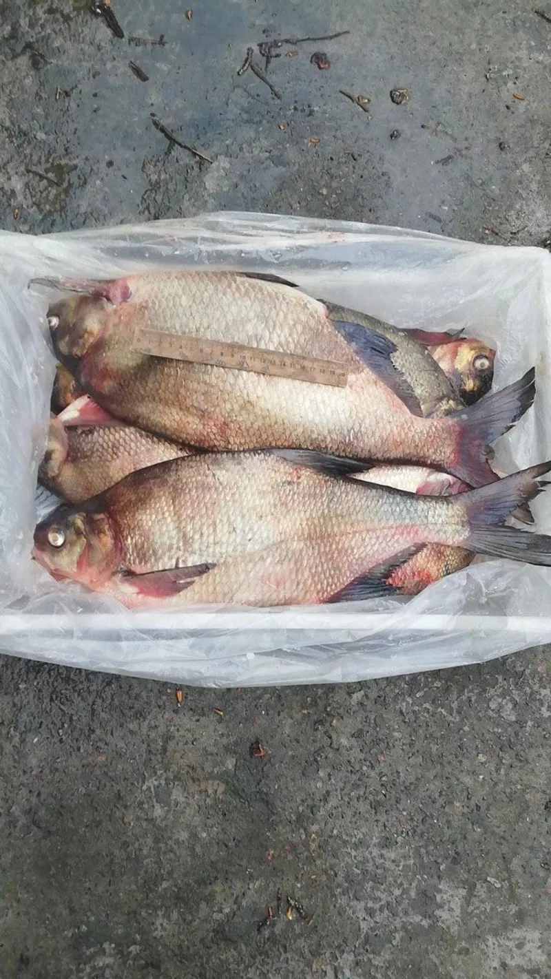 Продаж свіжовиловленої риби оптом 3