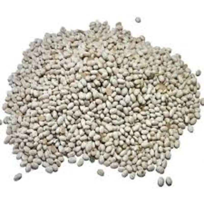 Насіння квасолі Червона Шапочка,  Неві Бінс,  Ред Кідні,  Пінто